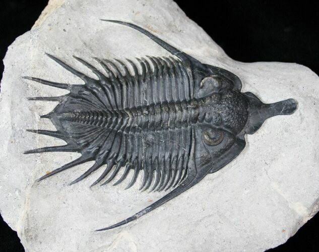 Psychopyge Trilobite - Short Snout Species #12819